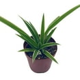 thumbnail image 6 of Spider Plant, Chlorophytum comosum, Limited, in a 2 inch Pot Tiny Mini Pixie Plant, 6 of 9