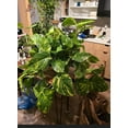 thumbnail image 6 of 10 inch Pot - 2.5 ft tall Giant Hawaiian Pothos plant, Get Similar To the picture, 6 of 11