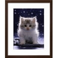 thumbnail image 2 of Domestic Cat, 7Week Fluffy Silver and White Kitten, Animals Framed Art Print Wall Art by Jane Burton Sold by Art.Com, 2 of 5