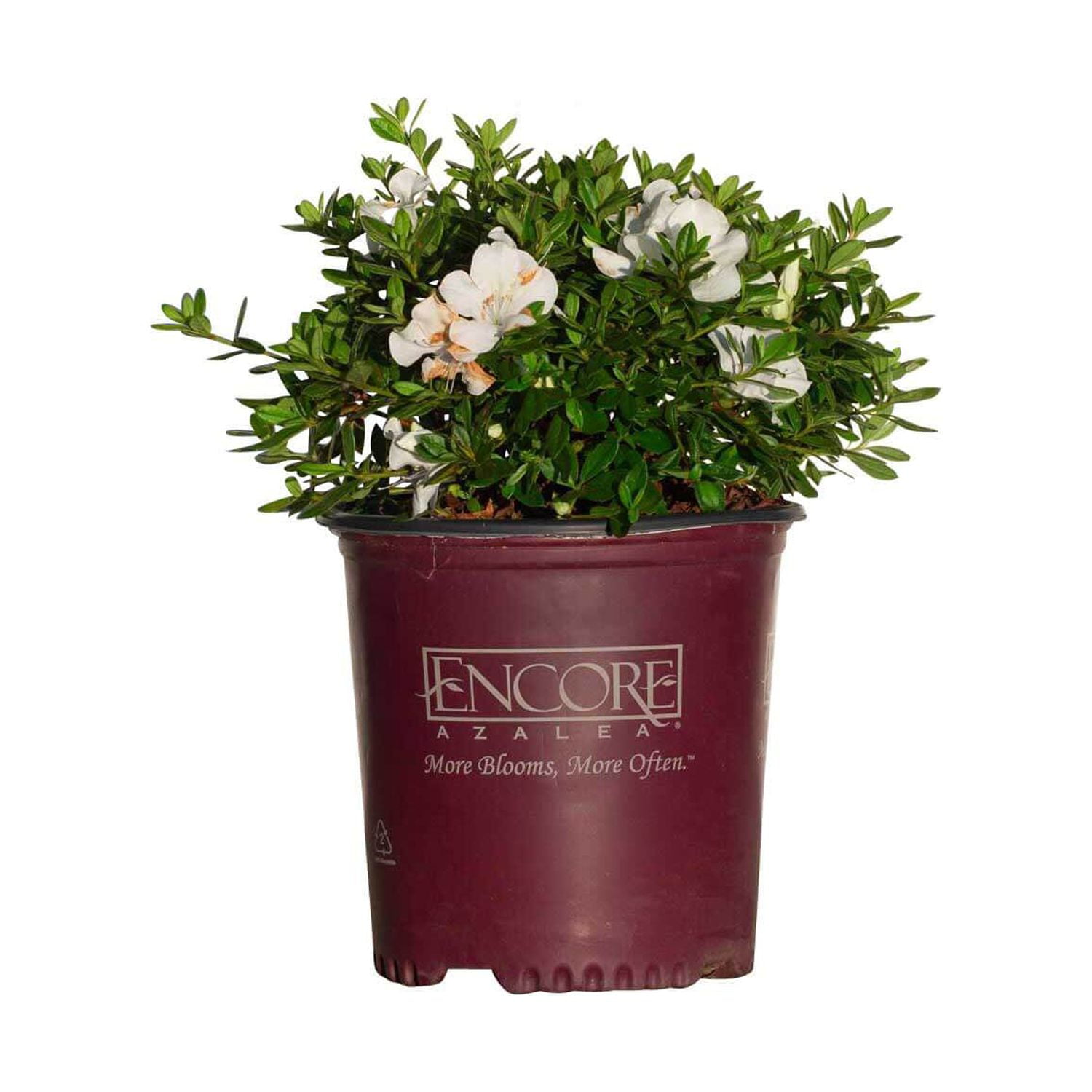 Encore Azalea Autumn Ivory Live Shrub in 2-Gallon Grower Pot
