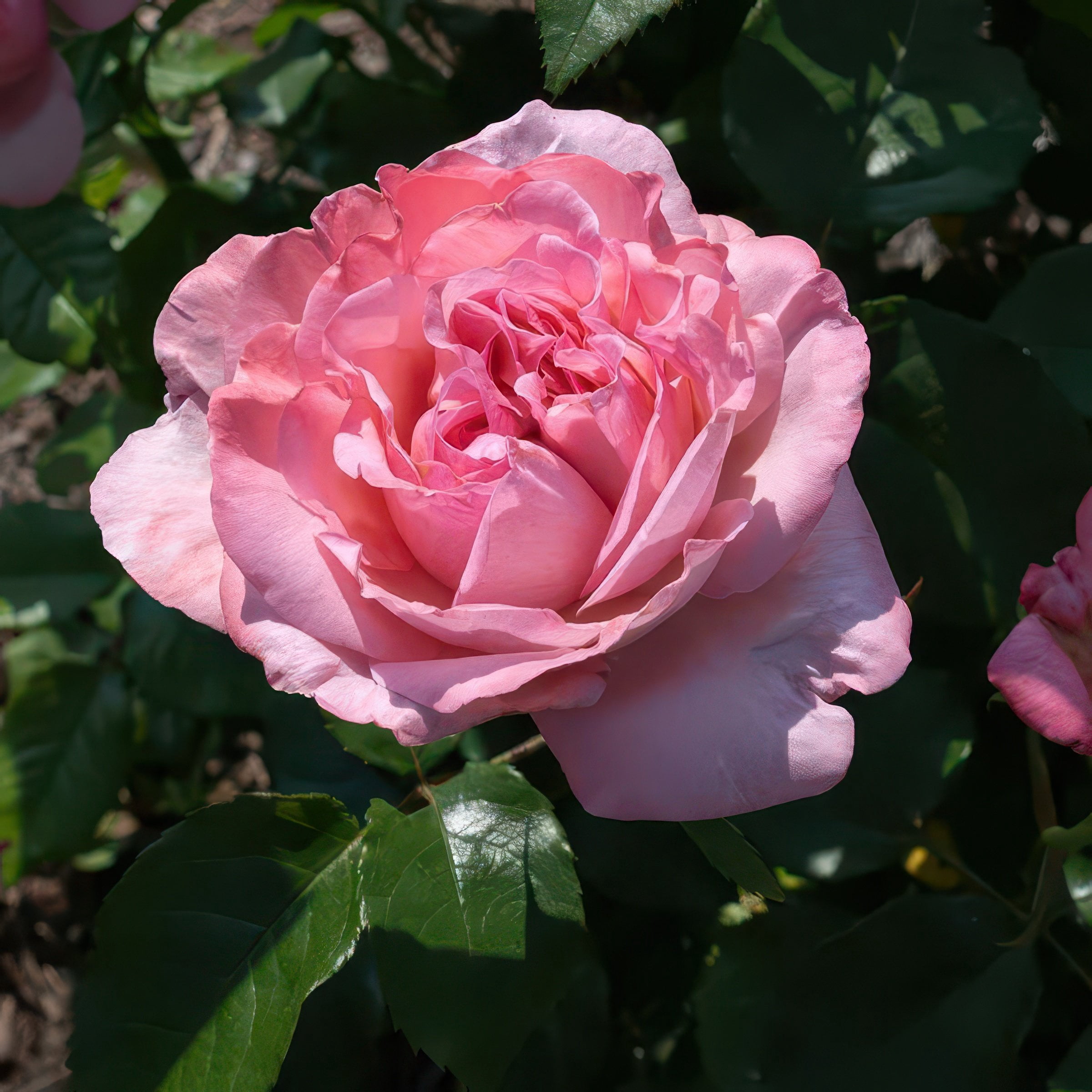 Bare Root Rose Ball Gown Romantica with Pink Flowers
