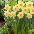 thumbnail image 3 of Tom Pouce Spring Mix Flower Bulbs - 10 Bulbs per Pack - Good as Cut Flowers - Easy to Grow Live Plants - Outdoor Garden, 3 of 5