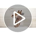 Ebros Kenya The Safari Giraffe Head Wall Decor Wildlife Animal Trophy Taxidermy Sculpture Hanging Plaque Figurine