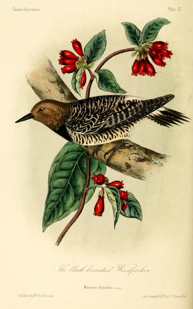 Black-breasted Wood