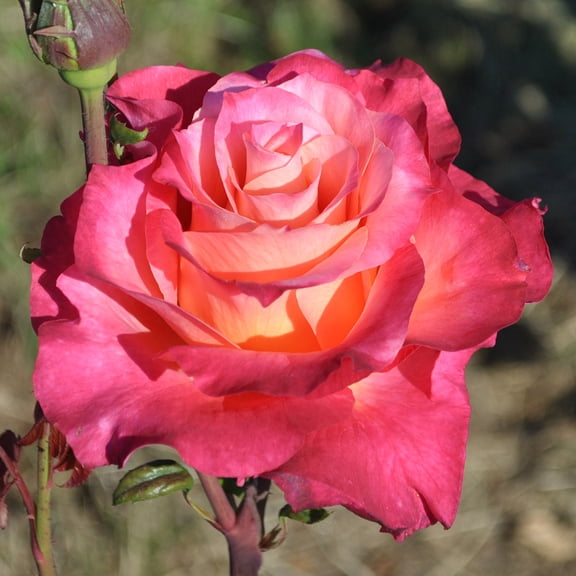 Heirloom Roses - Heart O' Goldâ„¢ Grandiflora Rose Bush - Fragrant Roses Live Plant