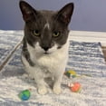 thumbnail image 4 of Spot Stringy Mice and Balls Catnip Cat Toys - Interactive Play Set for Cats, 4 of 5