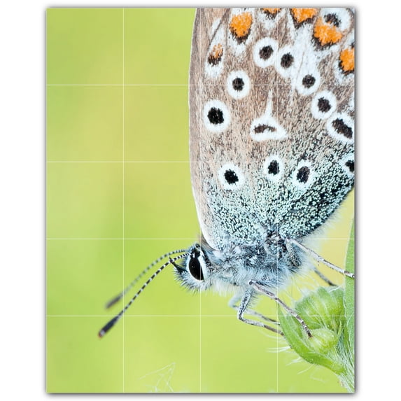 Picture-Tiles.com: Butterfly Ceramic Tile Wall Mural WAL500304-45M. 24"W x 30"H using (20) 6" x 6" Ceramic Tiles-Satin Finish