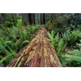 thumbnail image 2 of Jones, Adam 32x23 White Modern Wood Framed Museum Art Print Titled - Fallen Redwood tree and ferns Redwood National Park-California, 2 of 4