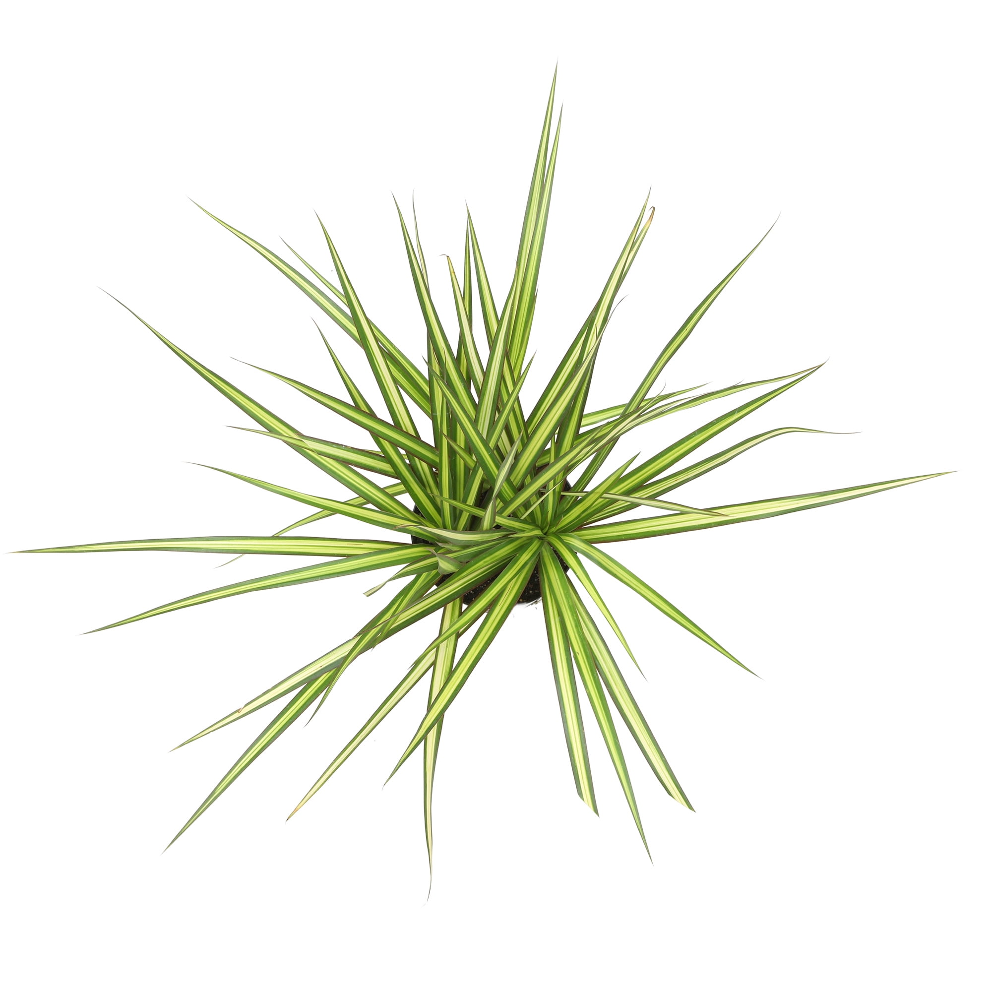 Dracaena 'Sunray' Dragon Tree | 6in. Grow Pot; Filtered Sunlight | Expert Gardener by Altman Plants