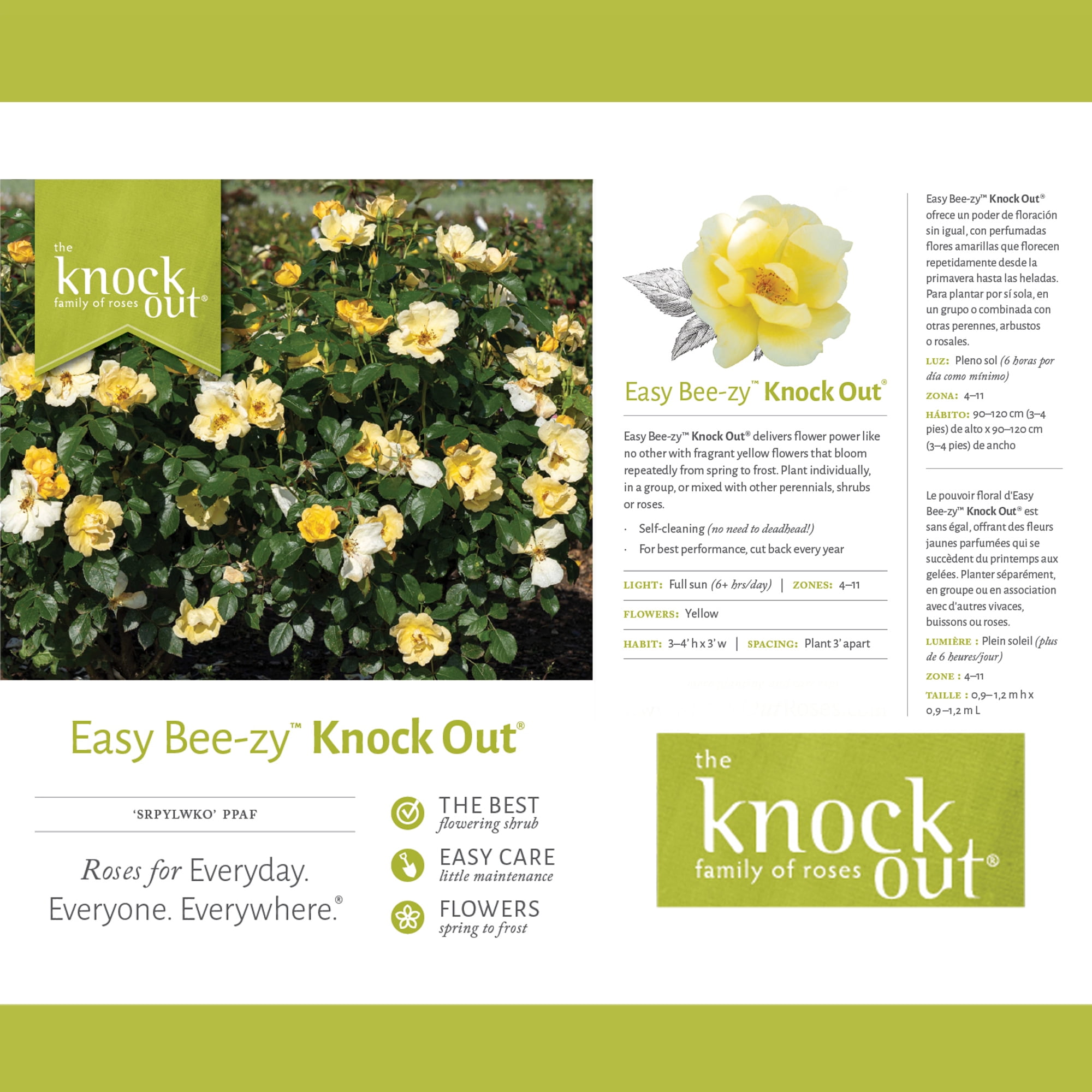 The Knock Out® Family of Roses 'The Easy Bee-zy Knock Out® Rose' Live Shrub in 1-Gallon Grower Pot