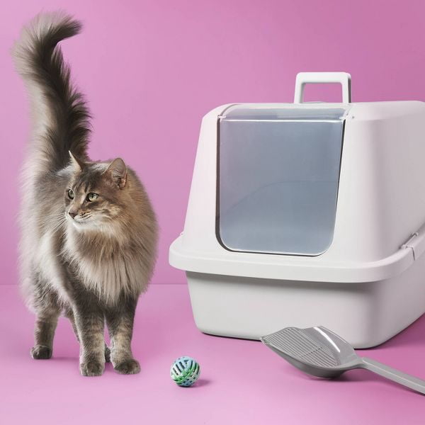 XL Enclosed Cat Litter Box - Plastic, BPA - free, with Side Buckles and Clear Door