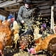 thumbnail image 5 of 6 piezas sombreros de pollo para gallinas pequeñas mascotas divertidos accesorios de pollo pluma sombrero superior con elástico ajustable, 5 of 6