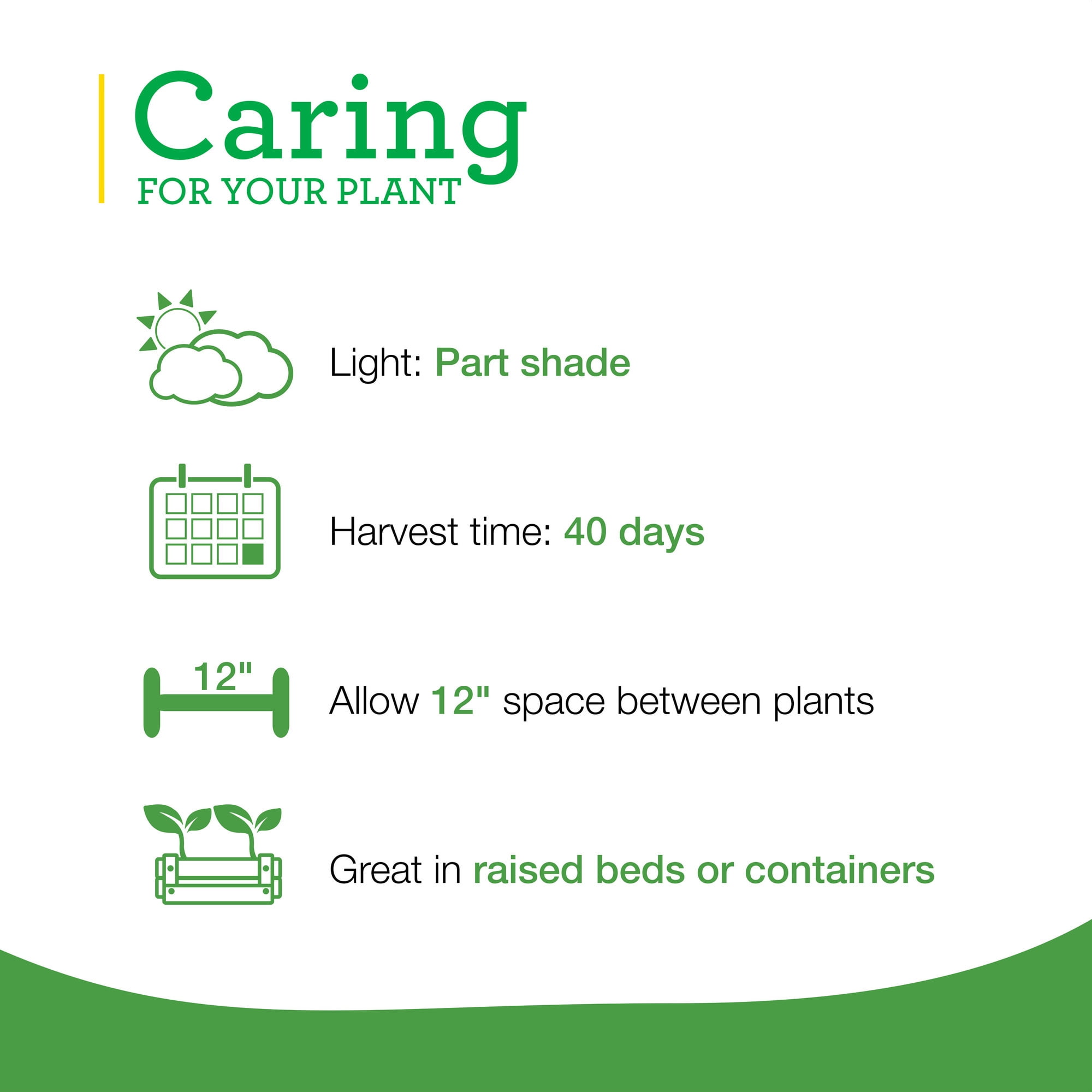Bonnie Plants 12" Spinach Live Plants in 4" Grower Pots (2 Count)
