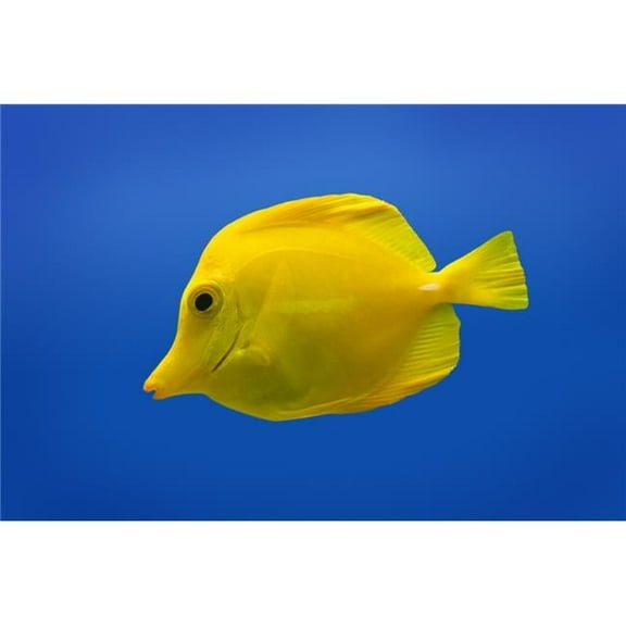Yellow Fish Poster Print by Don Hammond, 34 x 22 - Large
