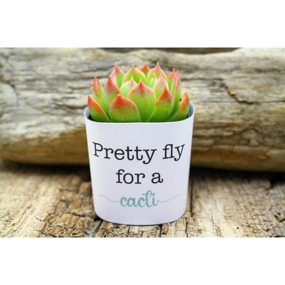 Plants Of Joy pretty fly for a cacti Print Succulent Wraps for Weddings, Baby Shower, and Party Favors. 25 Count Pack.