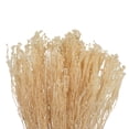 thumbnail image 2 of Vickerman Natural Botanicals  Staavia Bleached, 100 grams per Unit, 2 of 6