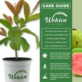 thumbnail image 2 of Pink Guava Tree - Live Plant in a 1 Gallon Pot - Psidium Guajava - Edible Fruit Bearing Tree, 2 of 8