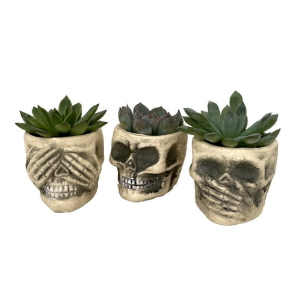 No Evil Ceramic Skull Planters with Live Succulent Plants - Set of 3 - 3" Pots