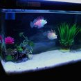 thumbnail image 2 of kusrkot Artificielle Silicone Lueur Lion Escargot Aquarium Réservoir Décor, 2 of 8