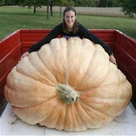 Pumpkin Dill s Atlantic Giant (Cucurbita Maxima) Great Heirloom Vegetable Bulk 100 Seeds
