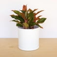 thumbnail image 2 of Bloem Mathers 12" White Round Modern Resin Garden Planter Pot with Drainage Holes and Removable Saucer Tray Included, 2 of 5