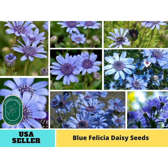 100 Seeds| Blue Felicia DaisySeeds - Authentic Seeds~GMO Free~ Seeds~Flower seeds~Vegetable seeds~ Asian Garden~Herb B5G1