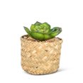 thumbnail image 1 of Prince Succulent In Woven Basket Plant, 1 of 1