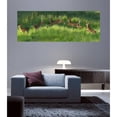 thumbnail image 2 of Animal Tourism Poconos Fawn Jumping Panoramic Glossy Poster, 2 of 2