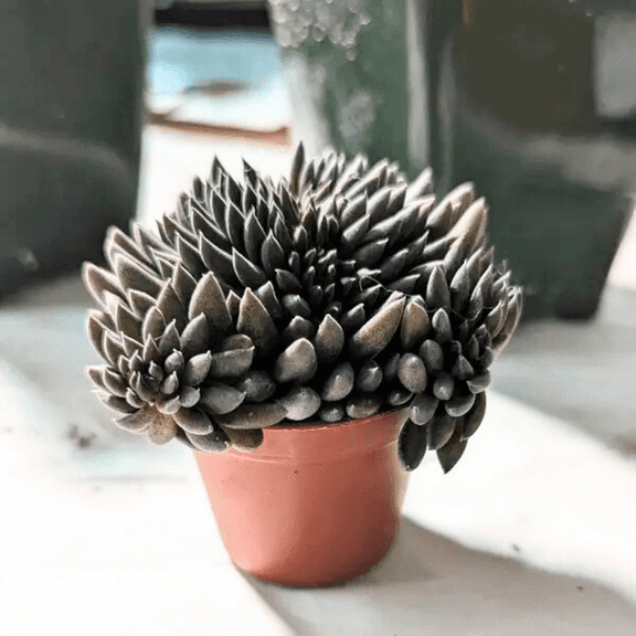 Black Sea Urchin, Sinocrassula Yunnanensis, Rare succulent in 2" pot