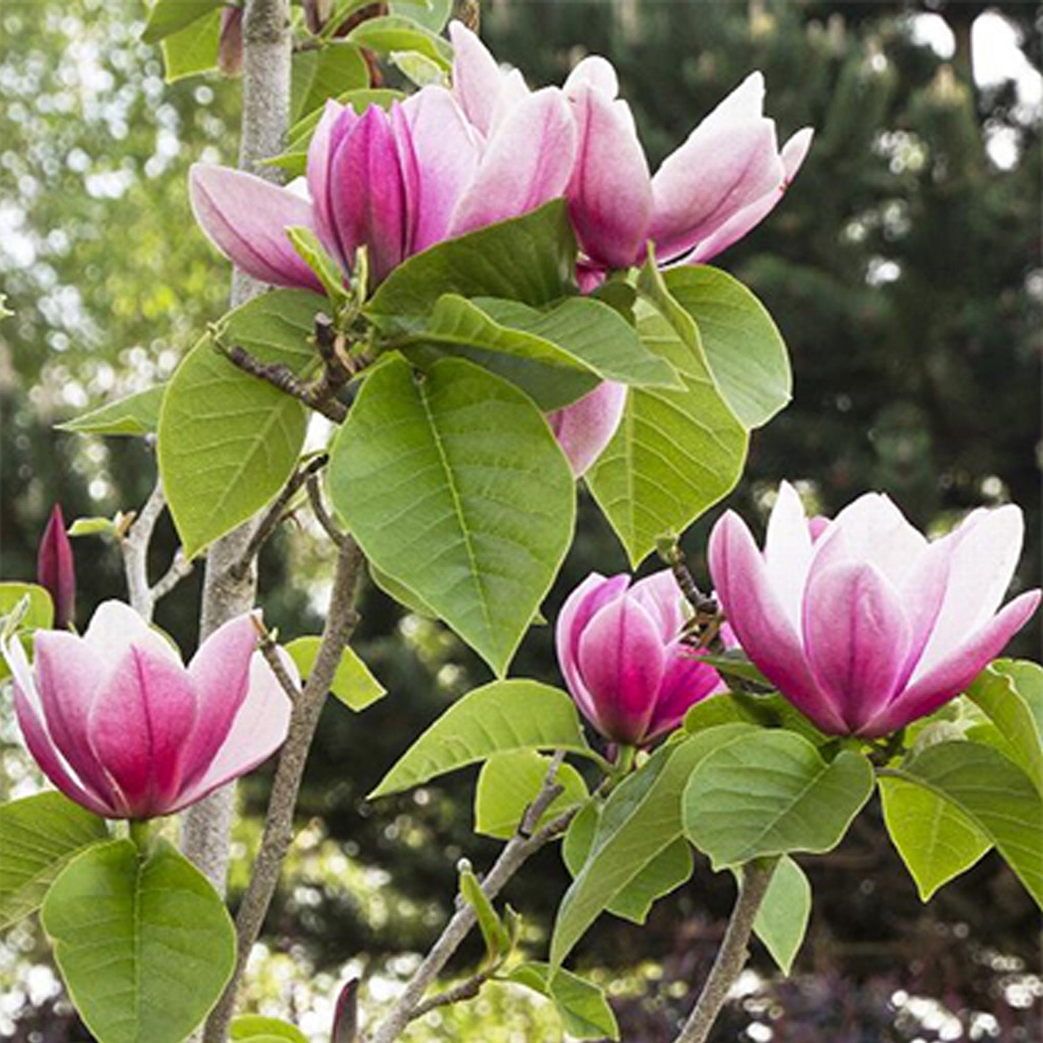 Expert Gardener 3-4' Magnolia Japanese Rose Marie Live Tree in 2 gal. Grower Pot