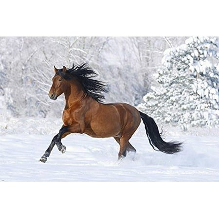 Wild Horse Running Poster Sleek Muscled Tail Mane Beautiful Poetic (Best Place To See Wild Horses)