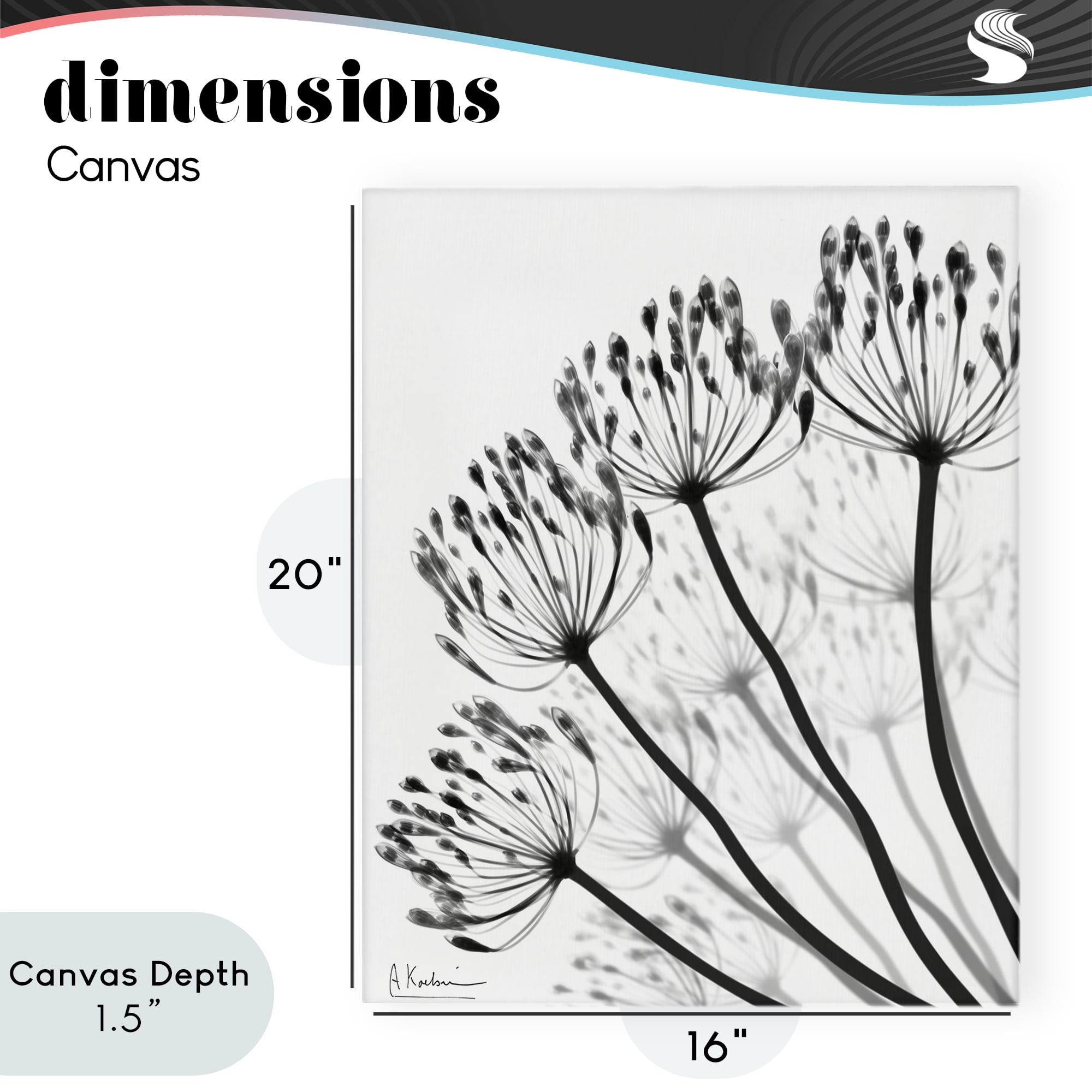 Stupell Industries Floral Fan Dandelions Canvas Wall Art, design by Albert Koetsier