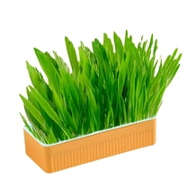 ZULAR Hydroponic Cat Grass Kit Soil Free Growing Catnip Cat Grass with Planting Box for Indoor Household