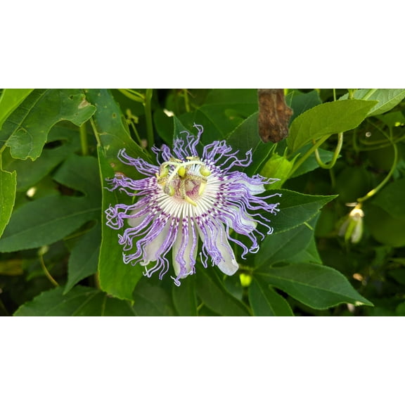 Maypop Purple Passionflower