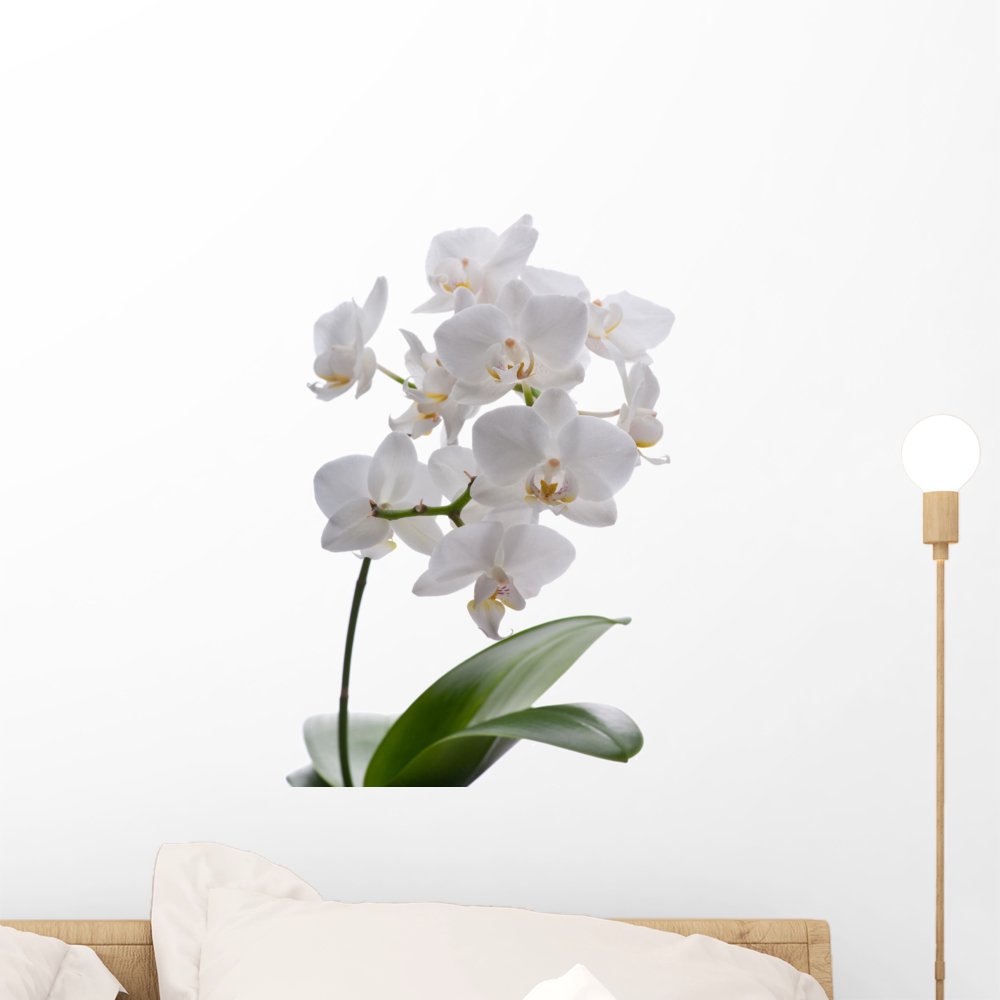 White Orchid with Leaves Wall Decal by Wallmonkeys Peel and Stick Graphic (18 in H x 13 in W