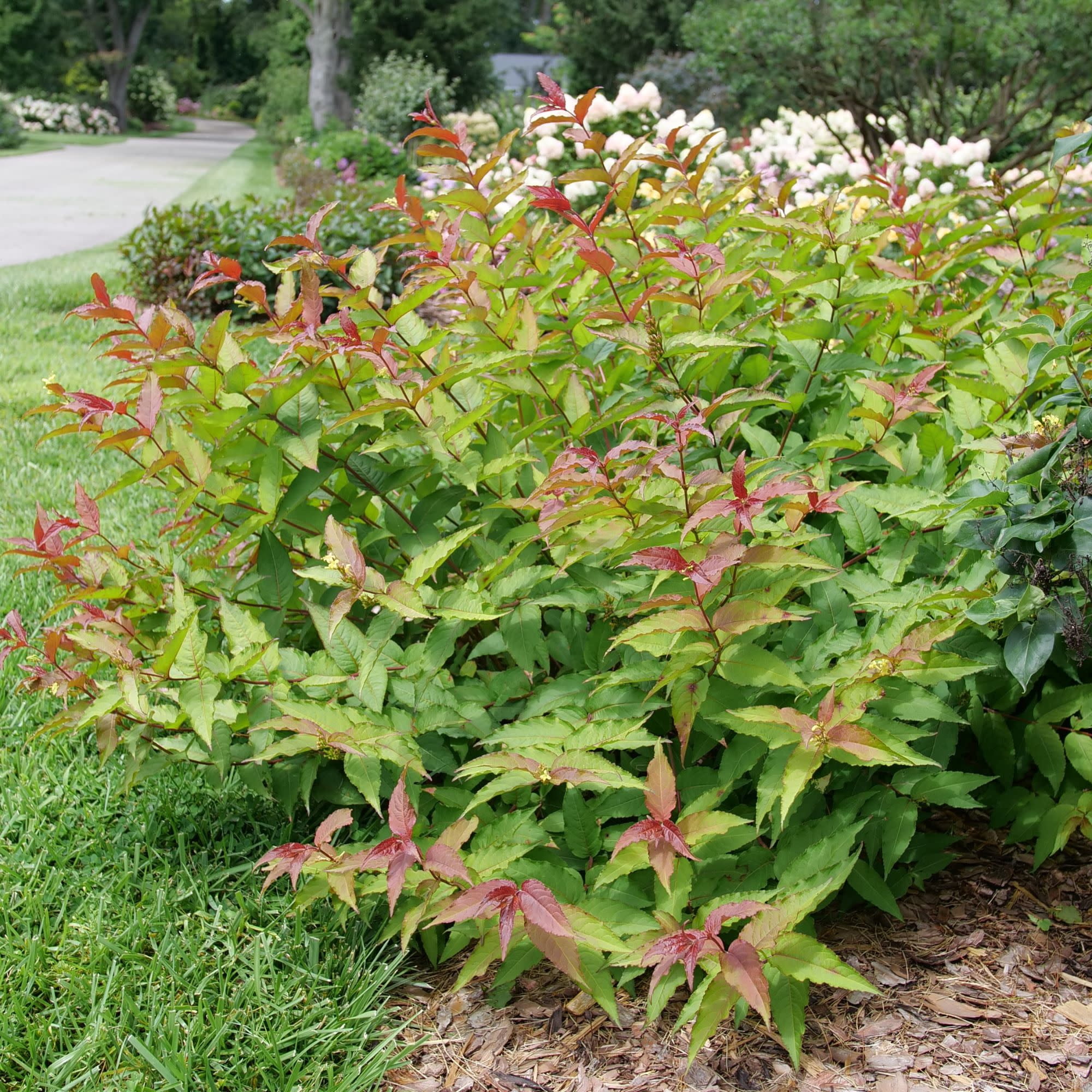 Proven Winners ColorChoice 5" Kodiak Red 2.0 Diervilla Live Plant in 4.5" Pot (4 Count)