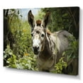 thumbnail image 2 of Designart "Gentle Companion Grey Donkey in Pastoral" Animals Wall Art Print, 2 of 5