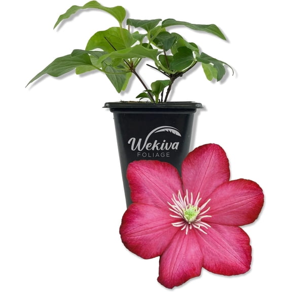 Clematis Ville de Lyon - Live Starter Plant in a 2 Inch Growers Pot - Clematis 'Ville de Lyon' - Starter Plants Ready for The Garden - Beautiful Red Flowering Vine