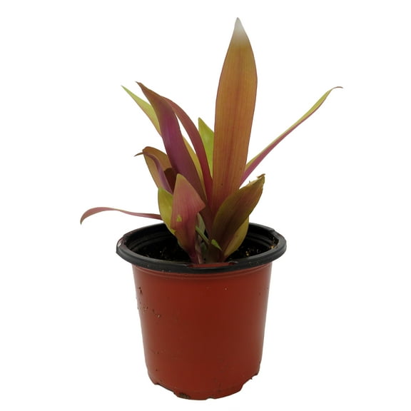 Amber Waves Rhoeo - Tradescantia Spathacea- 4.5" Pot