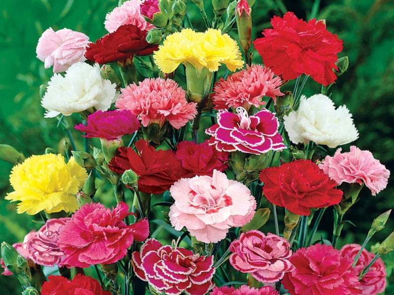 30 Rare Carnation Seeds | Mixed Color Dianthus | Heirloom Flower Seeds for Gardens