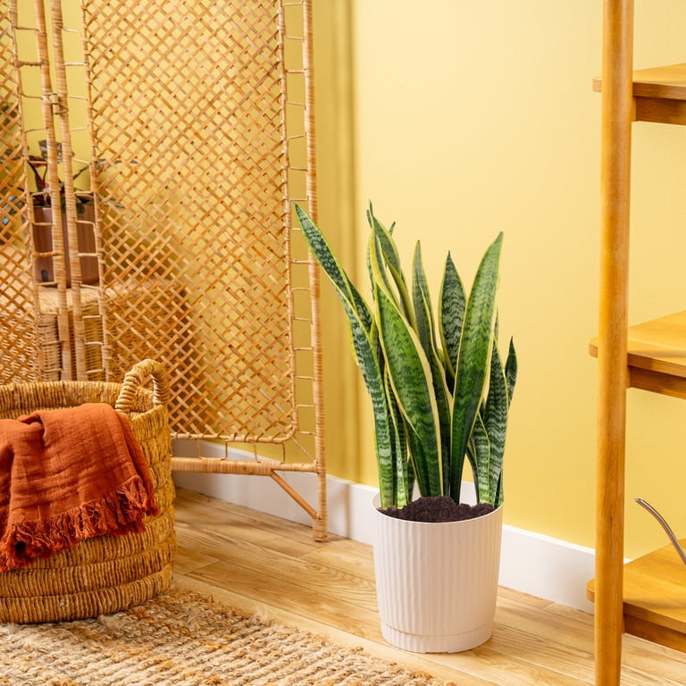 Plants with Benefits by Costa Farms 24" Sansevieria Snake Plant House Plant  in 10" Decor Pot - Walmart.com