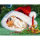 thumbnail image 1 of Pintura de diamante (DE7881) Kit de diamantes de imitación cuadrados de gatito con sombrero de Navidad DIY 30x40cm Hugtrwg Para estrenar, 1 of 1