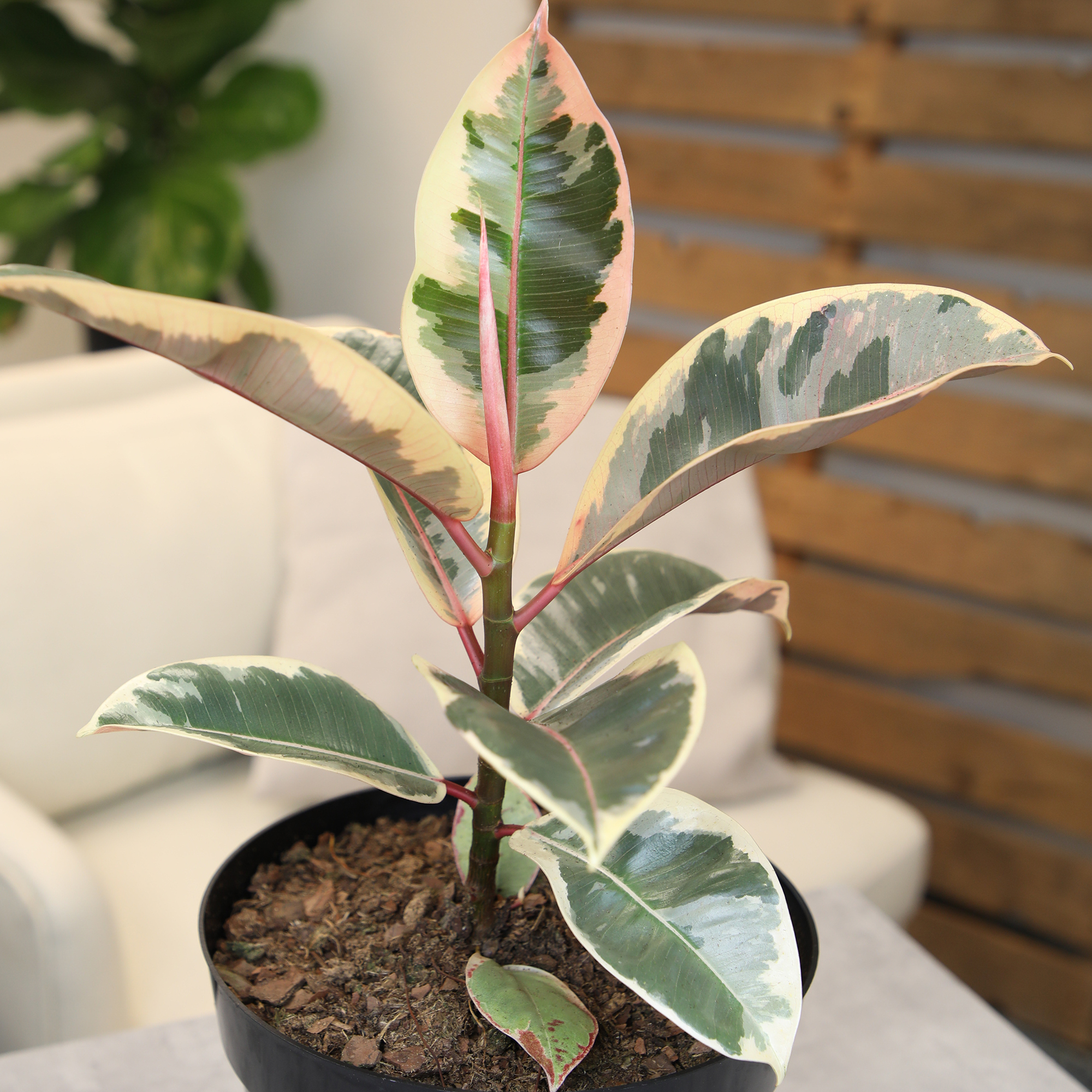 Variegated 'Tineke' Ficus Tree Houseplant | 8in Grow Pot; Indirect Light | Element by Altman Plants