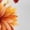 White, variant on Black Print Tshirt Graphic Tees Shirts Floral Bouquet Warm Tone Fall Outdoor Casual Comfort Wear S-5XL Tops