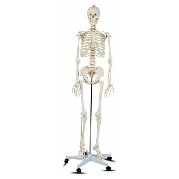 Costway 70.8'' Life-size Skeleton Model Medical School Human Anatomy Class with Rolling Stand
