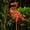 Pink Flamingo, variant on Great Sun 32" Garden Solar Butterfly Lights Outdoor Decoration, Lovely Butterfly, Solar Stake Bubble Lights for Lawn Ornaments Patio Yard Art