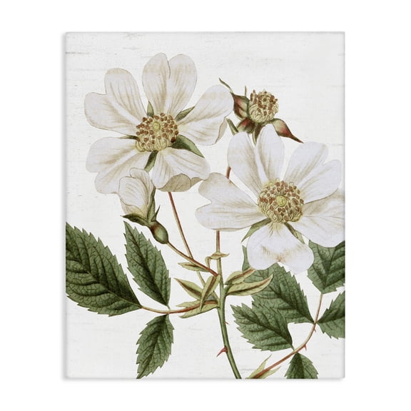 Stupell Industries Cottage White Rose of York Vintage Flower Botanical Print Canvas Art, 16 x 20, by Lettered and Lined