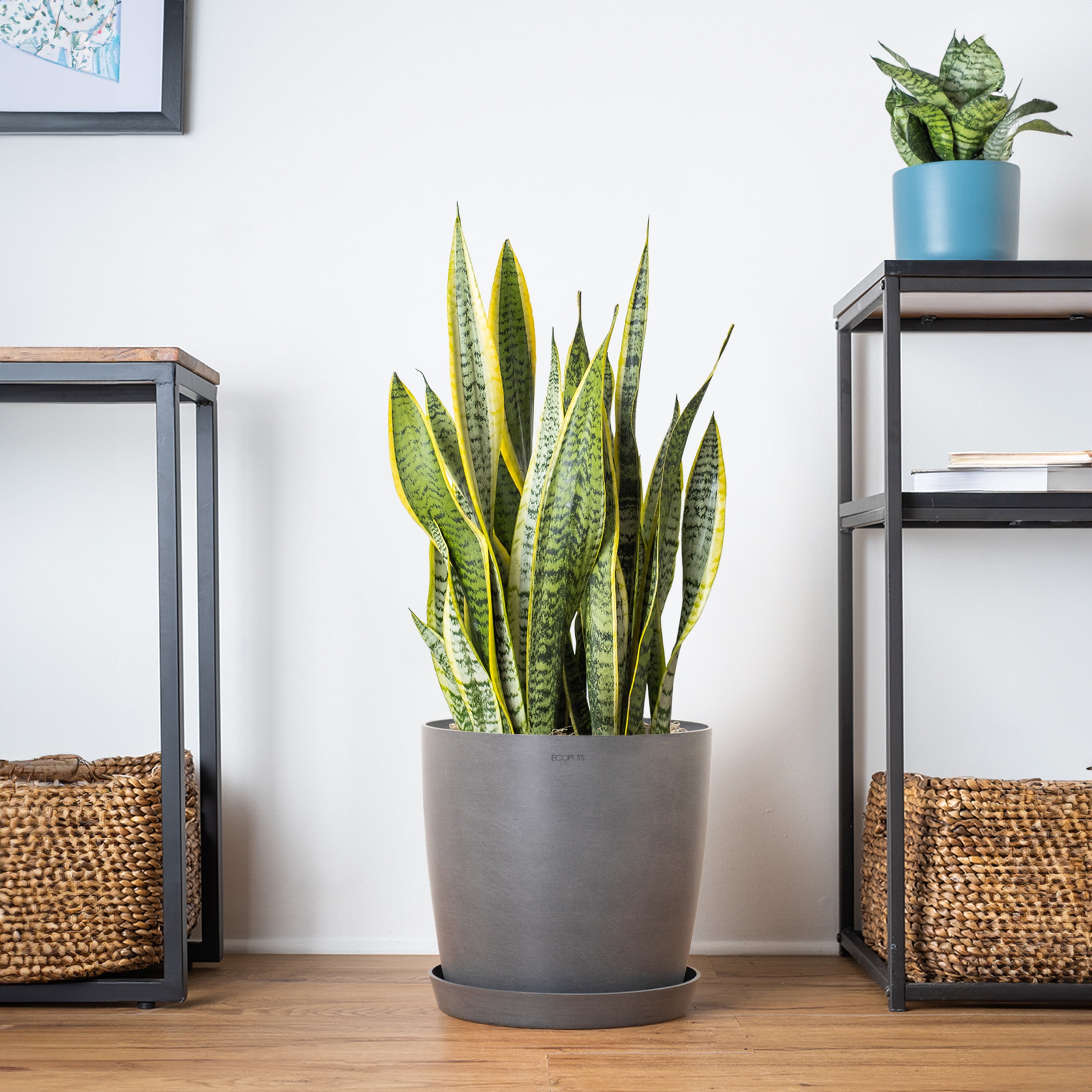 72 希少良型 Sansevieria eilensis Lav.10178 サンスベリア