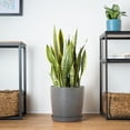 thumbnail image 5 of United Nursery Live Sansevieria Laurentii Plant 2-Pack 24-34 inches Tall in 10in Grower Pot, 5 of 6