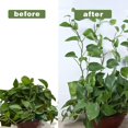 thumbnail image 4 of 120 clips de plantas para plantas trepadoras, clips de pared de plantas verdes para tracción de vides, clips de fijación de plantas, clips de plantas autoadhesivos, gancho de fijación para p, 4 of 5